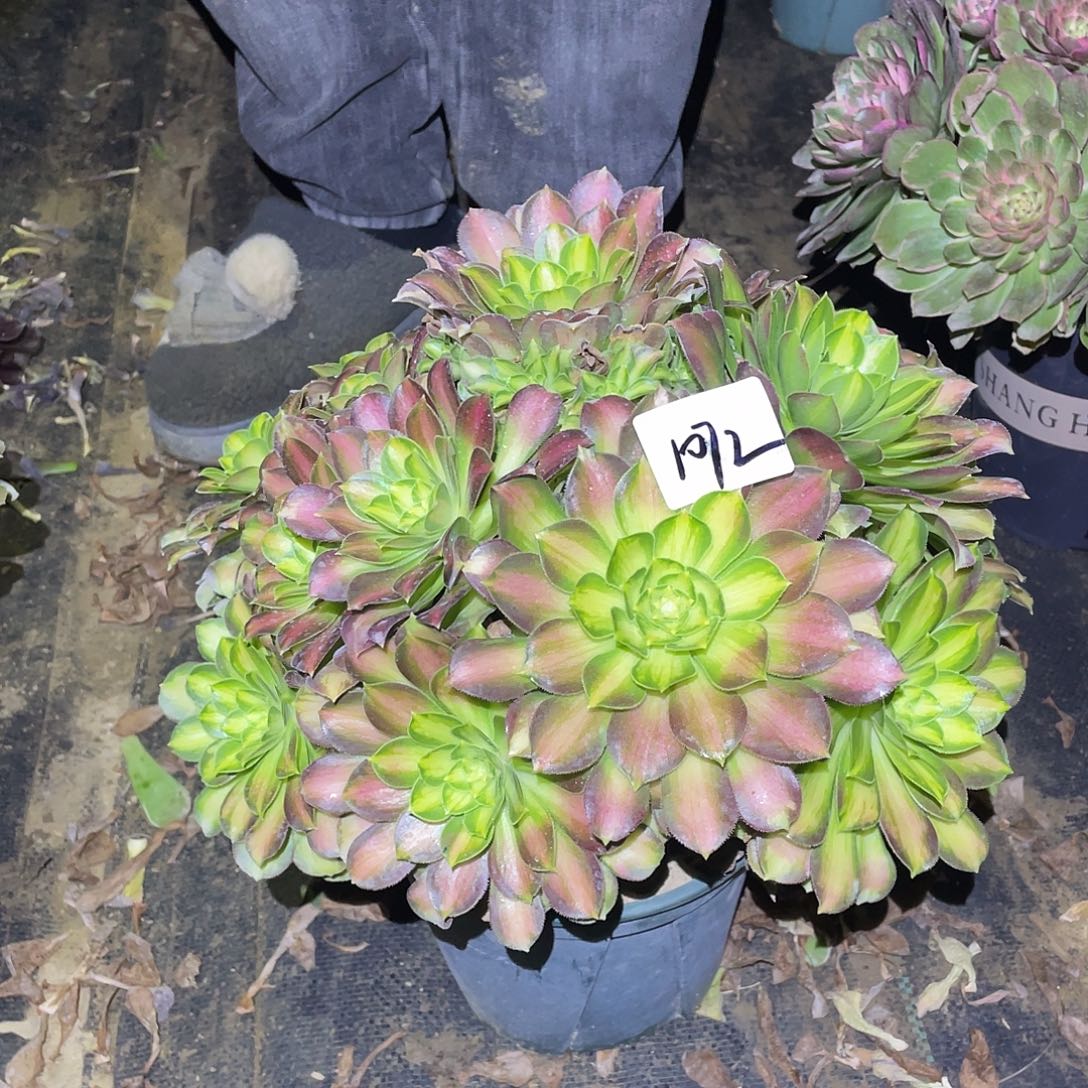1072法师植物韶华