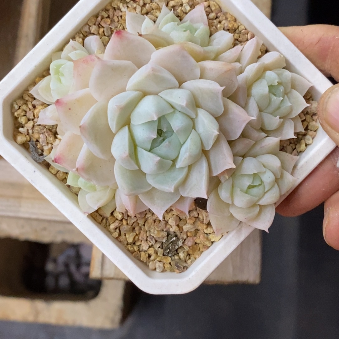 精品多肉一物一一拍不包整211