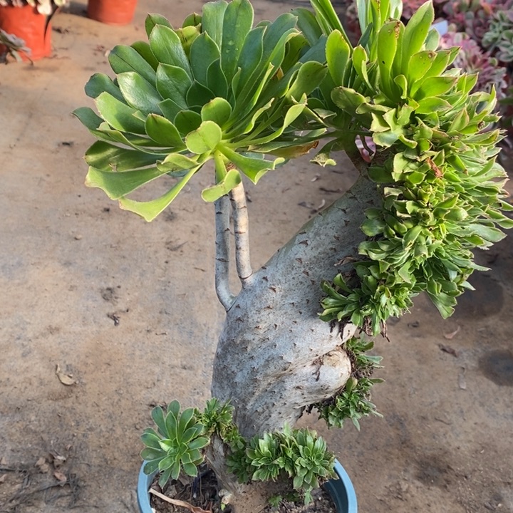 原始绿缀多肉植物25。 