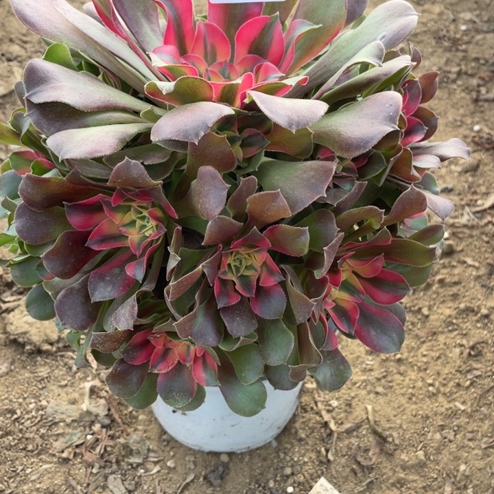 无花朵246香妃多肉植物