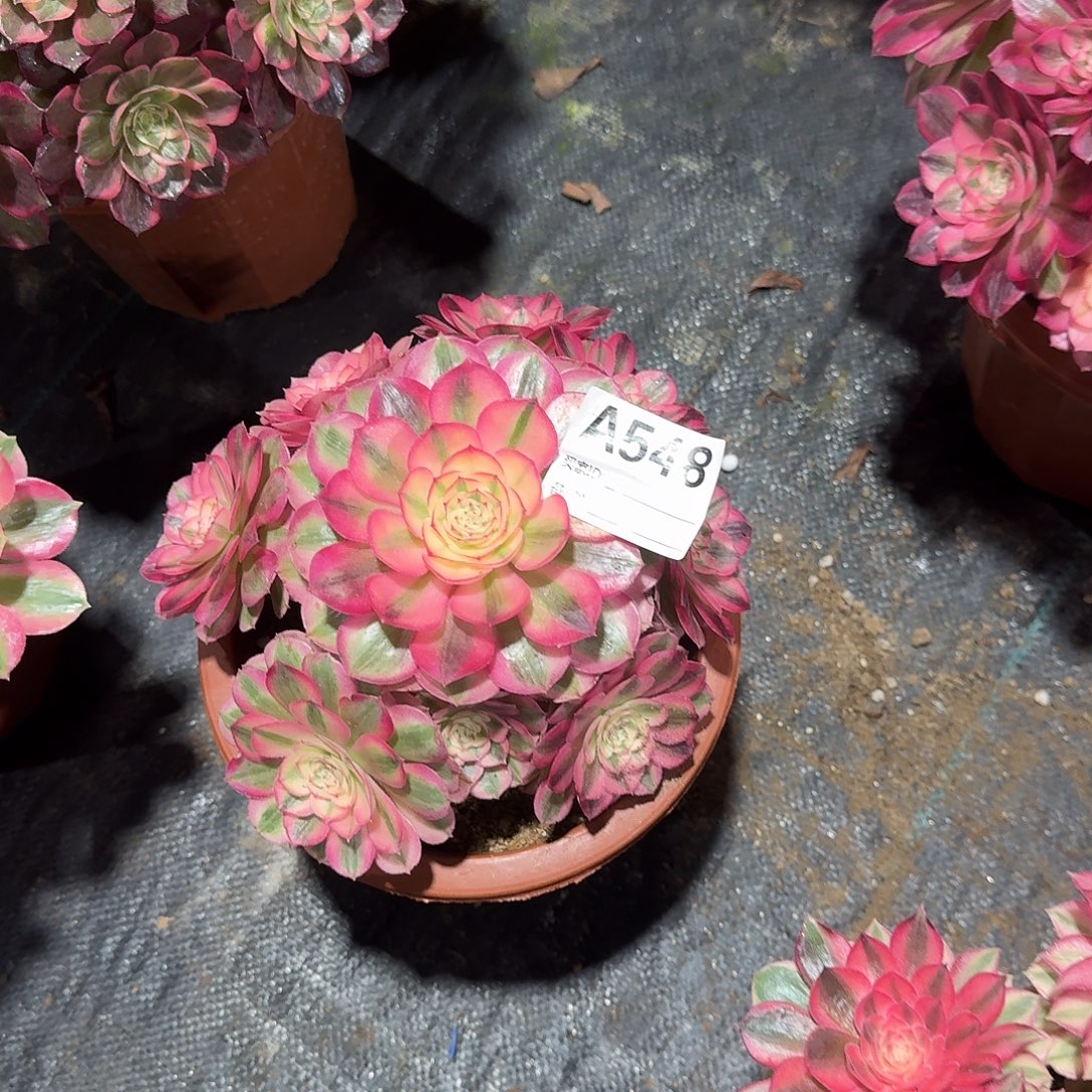 倾城多肉法师a548