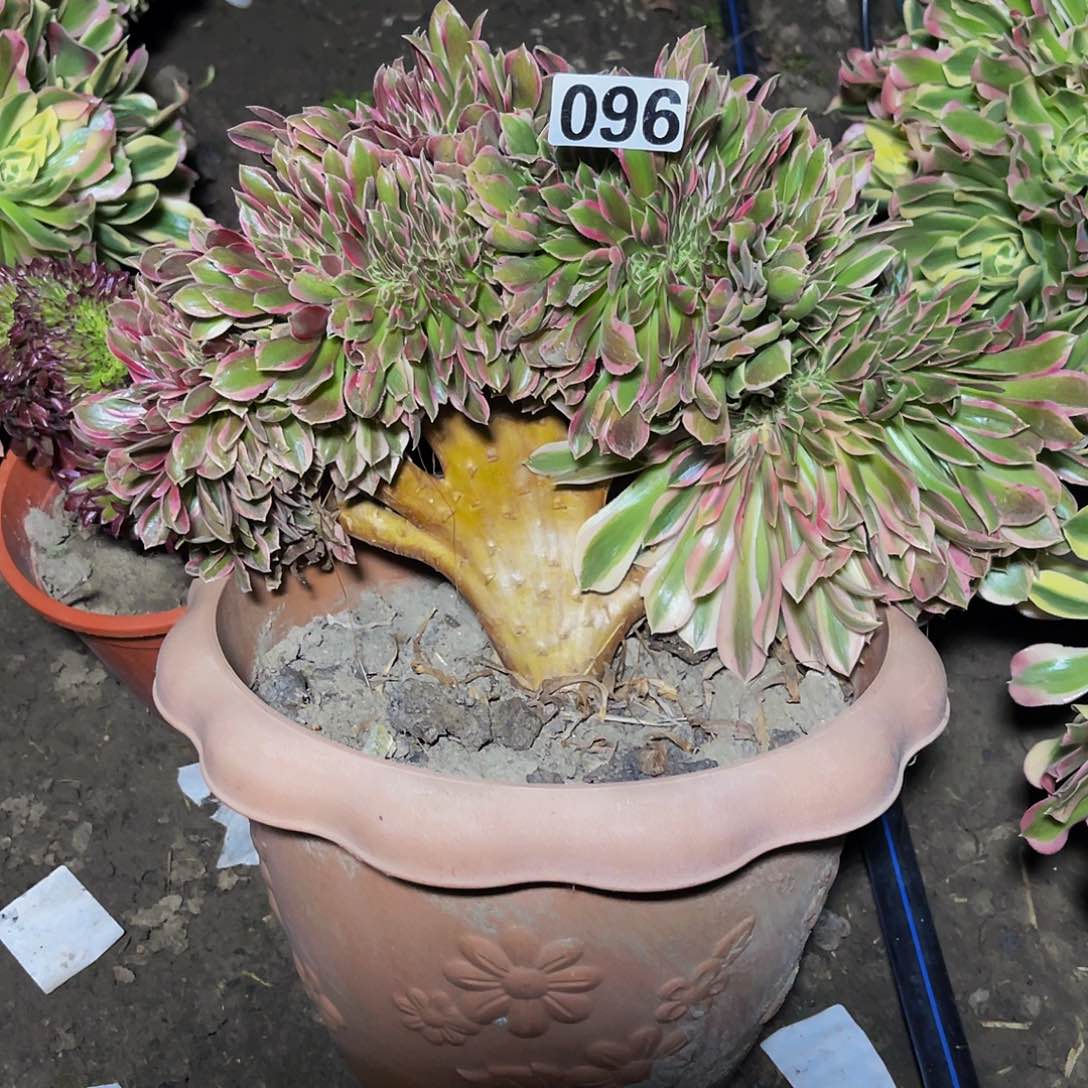 法师法师15-42包邮法师