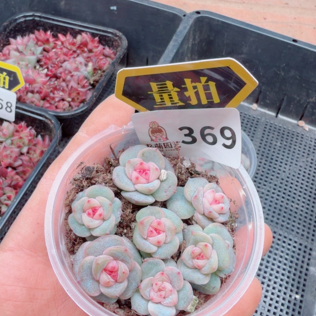 多肉植物多肉植物