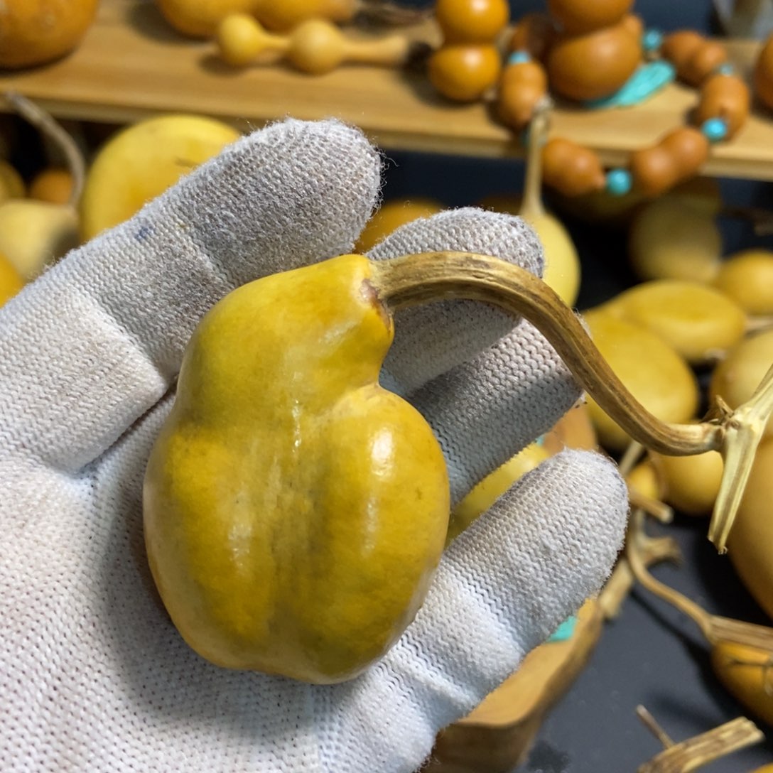 W***?葫芦葫芦真的