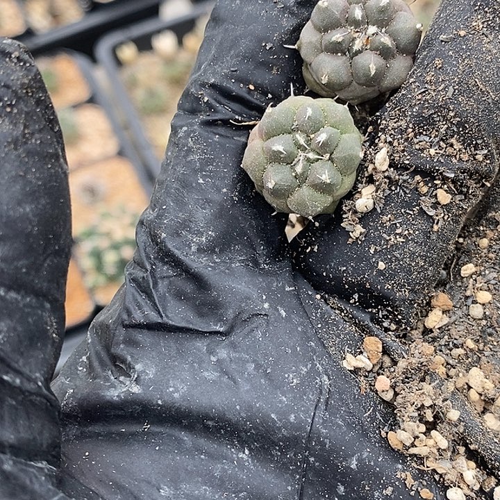 冬云苗子两个一组随机发