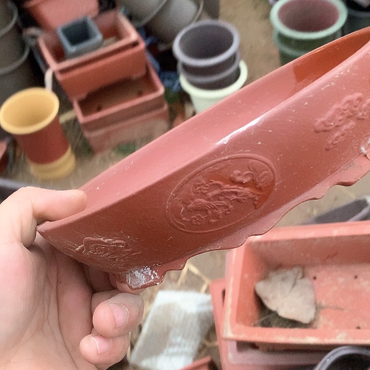 紫砂哈哈真的超级可爱哈哈哈