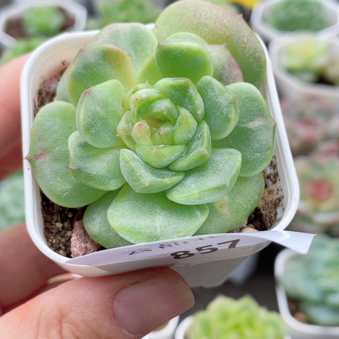 *****857号糖心冰心珍妮 石化