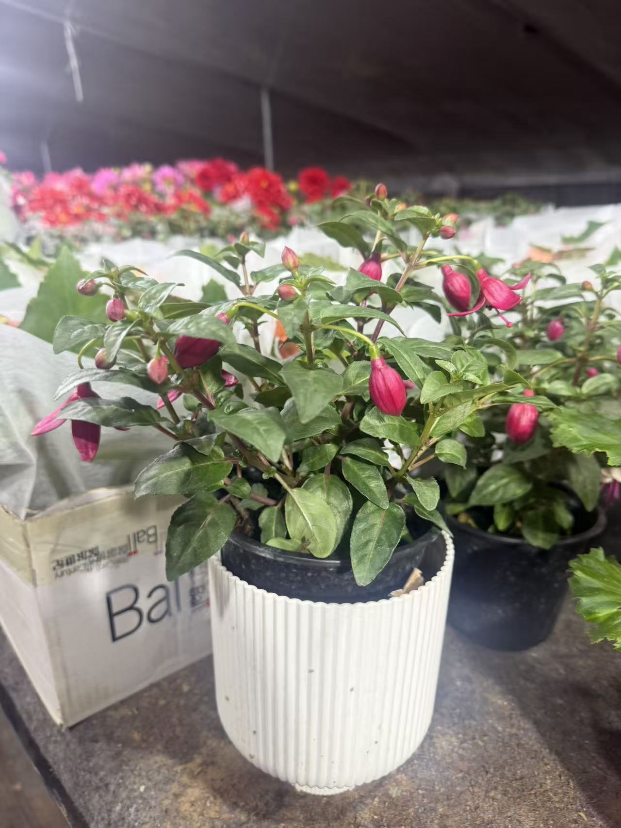 小盆粉国华拉丝基地直发带花苞花期长适合阳台种植