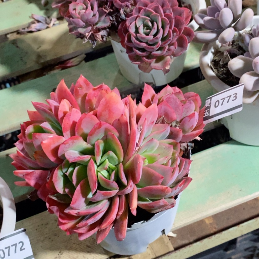 【闪购商品】绮罗0773