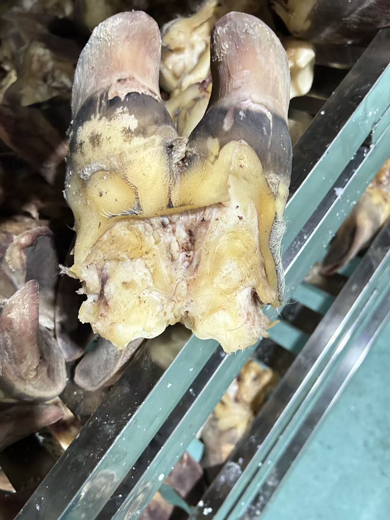 水牛牛蹄子 红烧炖汤