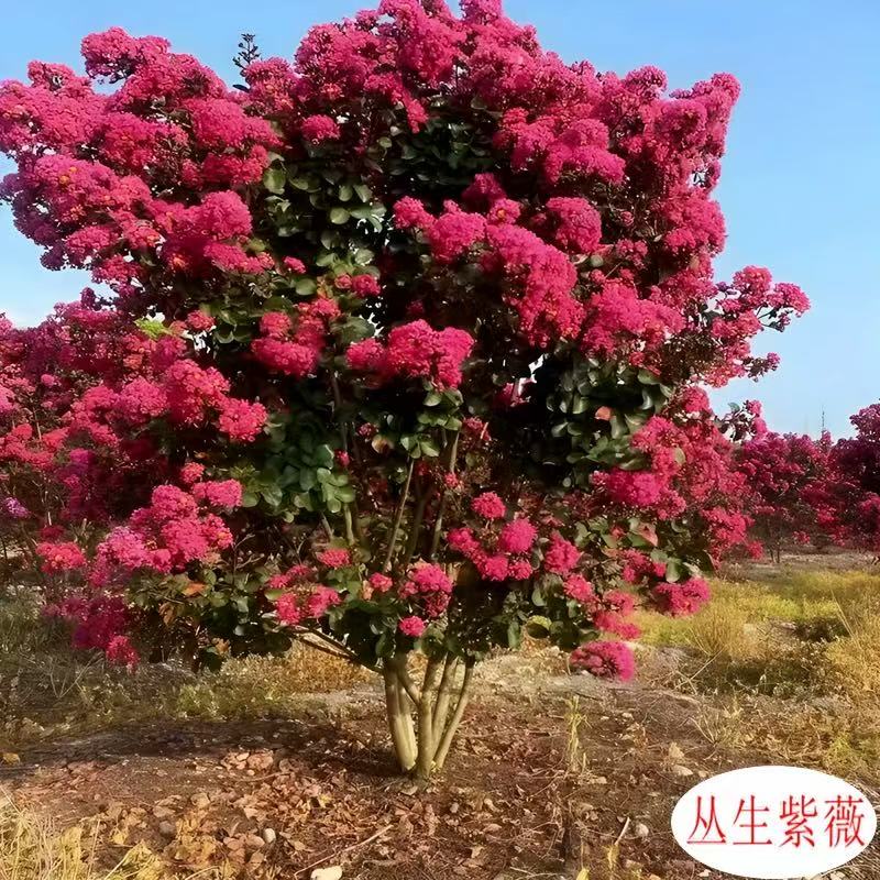 百日红紫薇庭院风景树