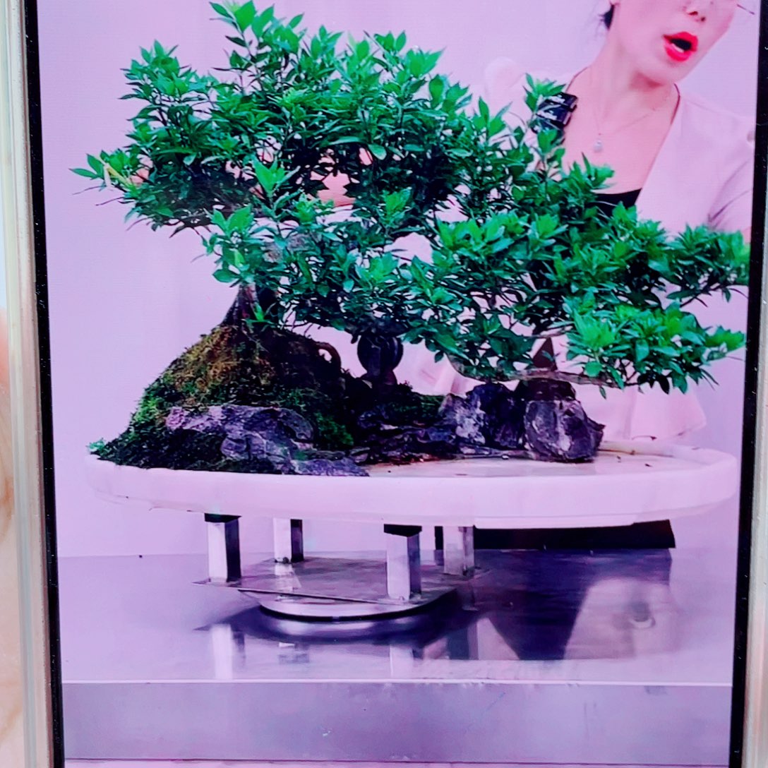 陽***无花朵岭南文化艺术学院的艺术