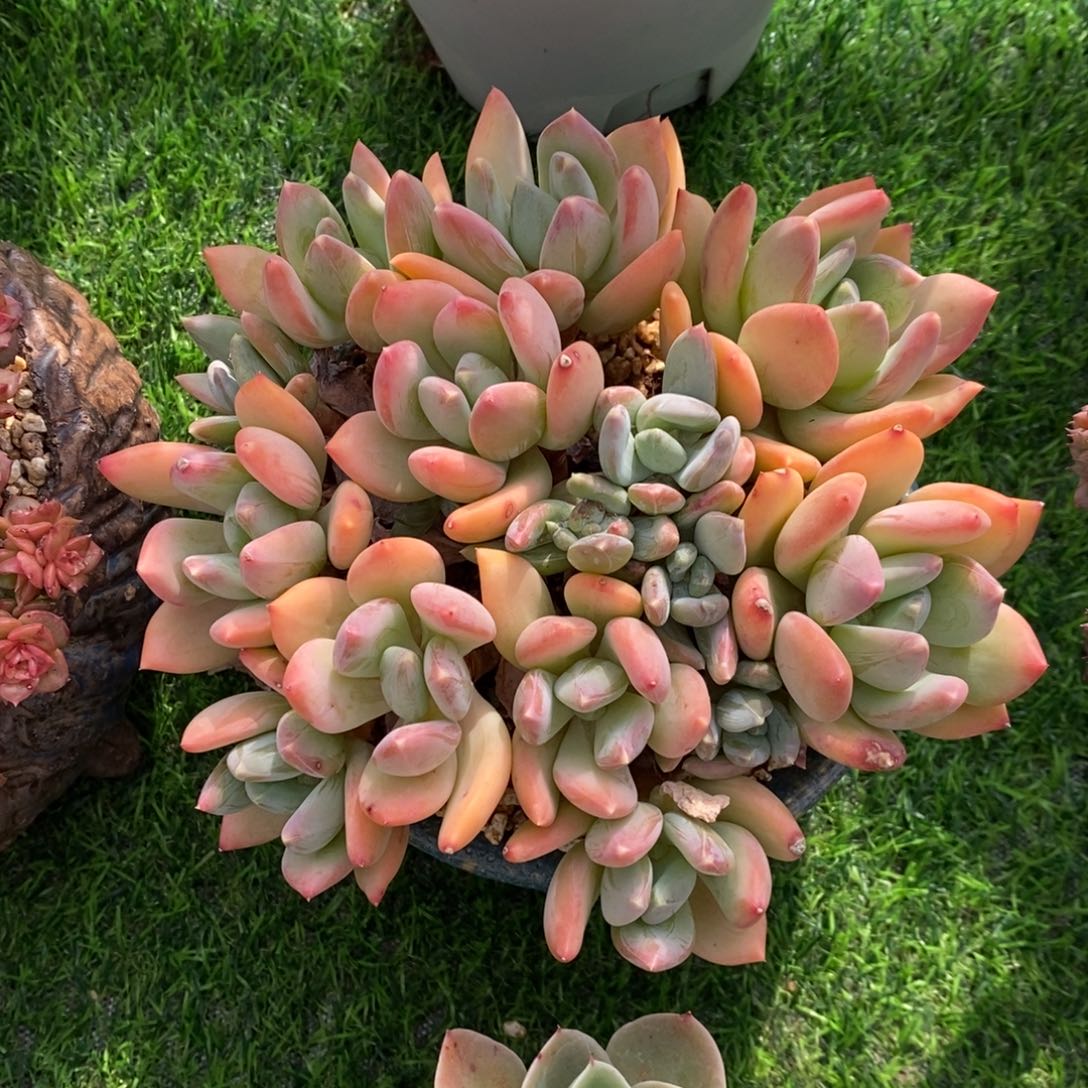 海洋之心 一物一拍 