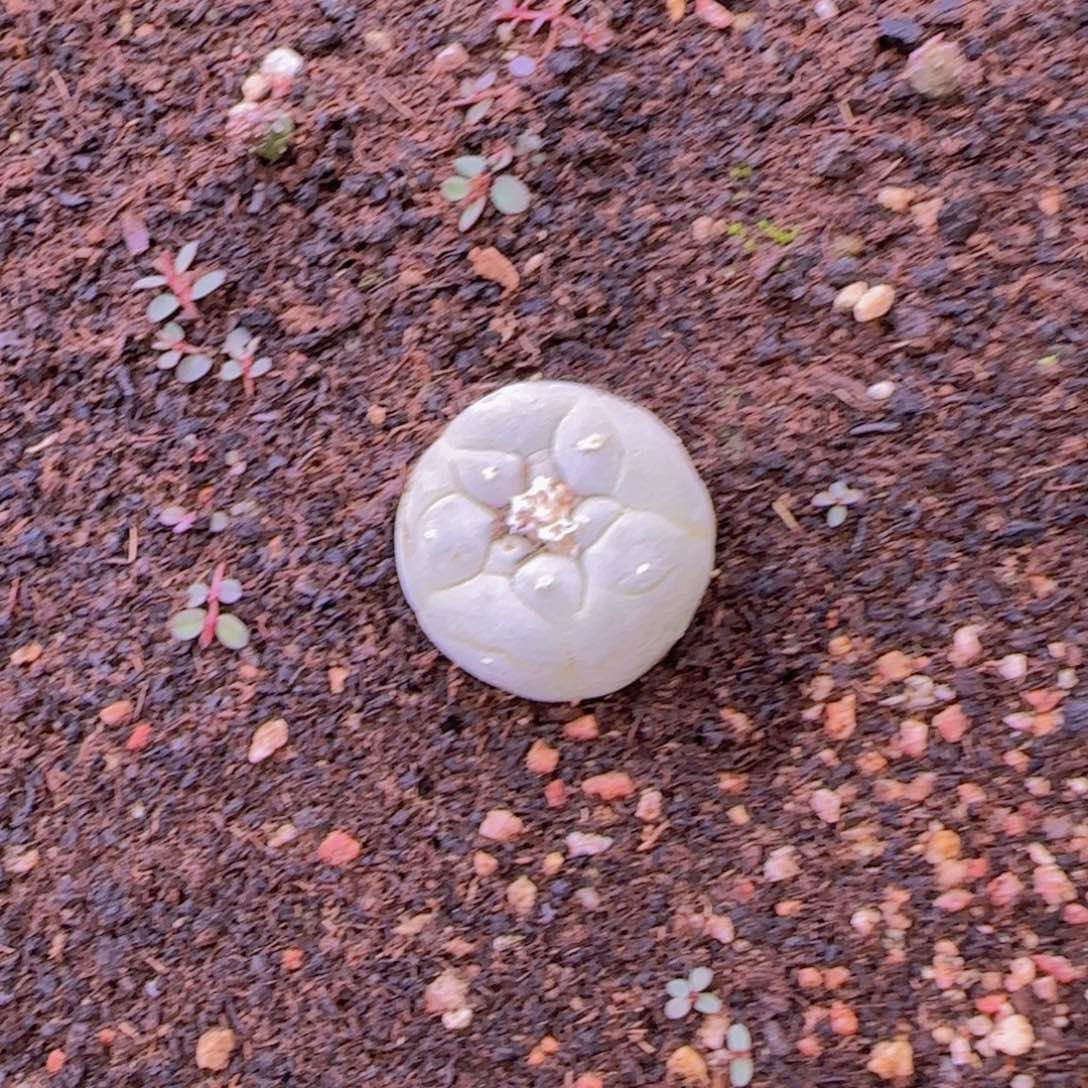 K***n块根植物块块根植物