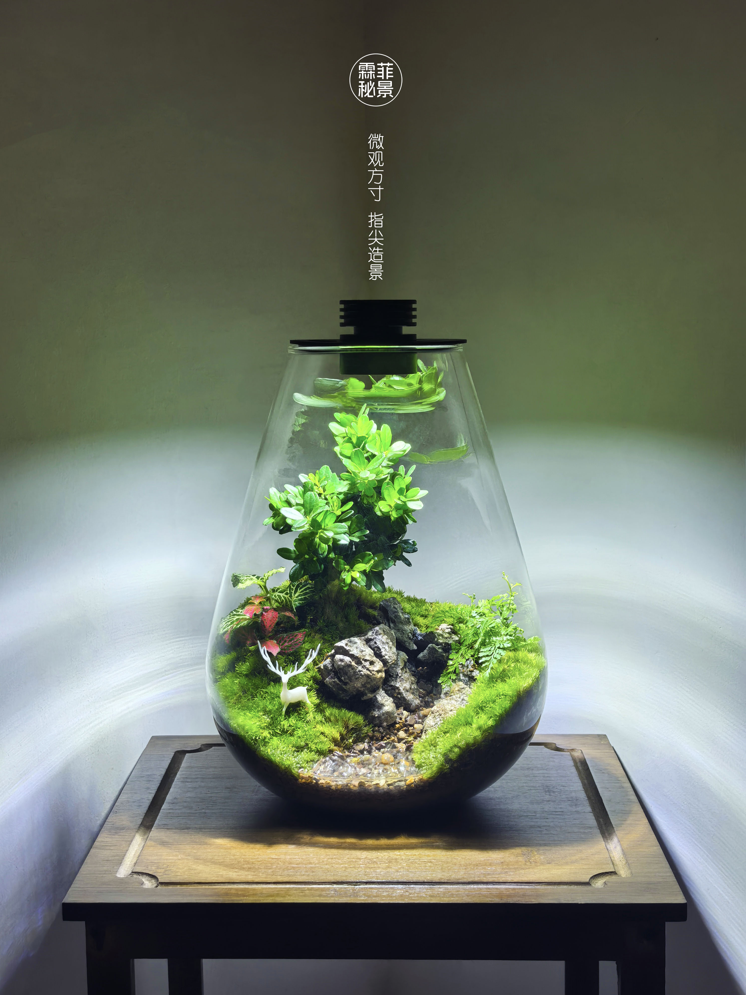 【翠屿岩溪】生态瓶微景观带灯黄杨苔藓微景观家居桌面绿植创意摆件