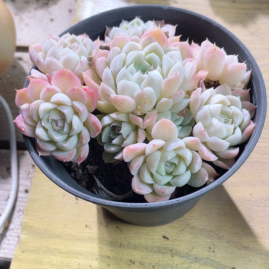 0725  沁心 六月六