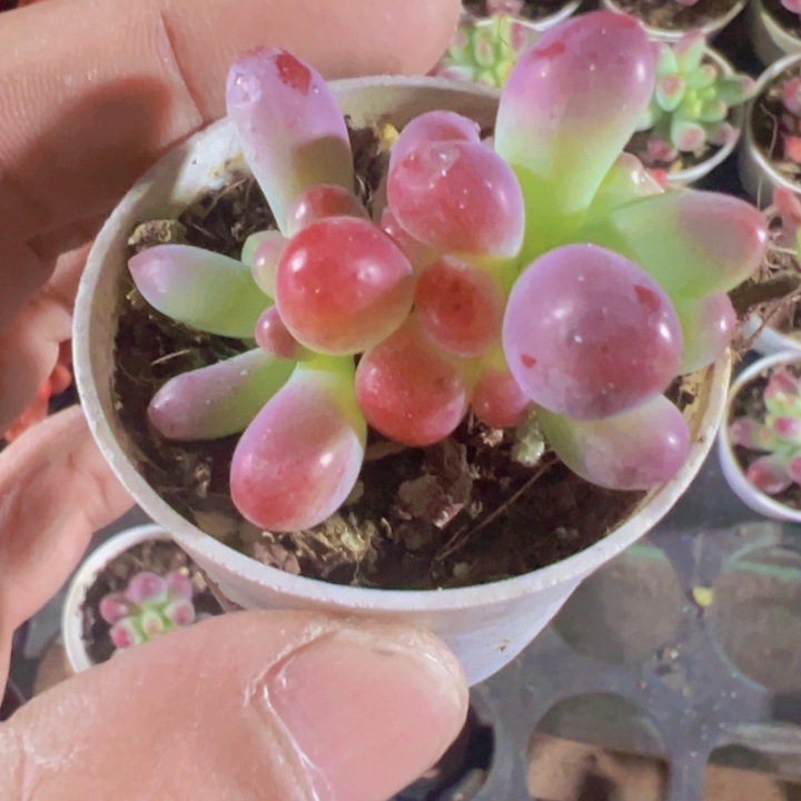 亿女心精品多肉植物