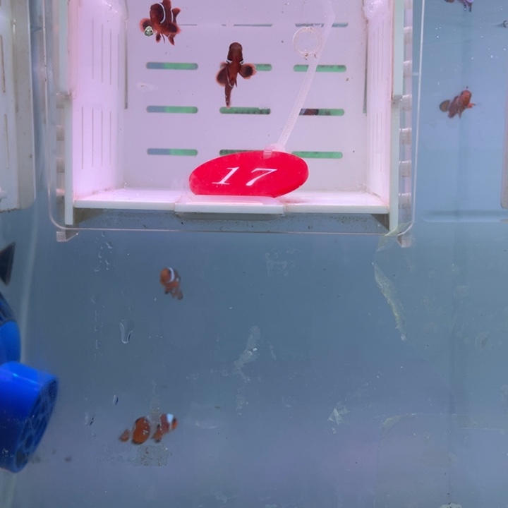 海水鱼精品金透红2条2-3