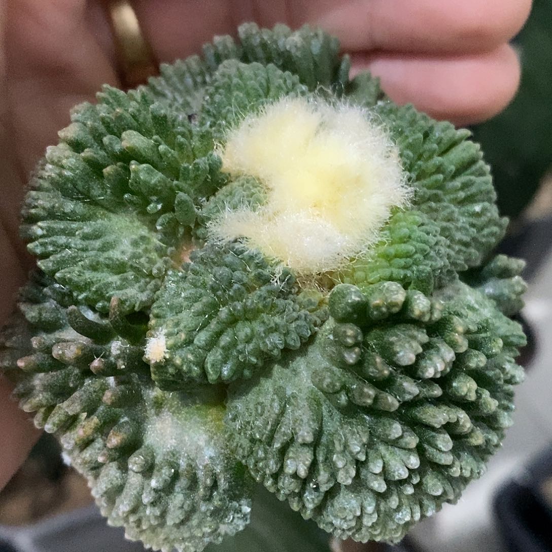 粒粒分明漏漏漏漏