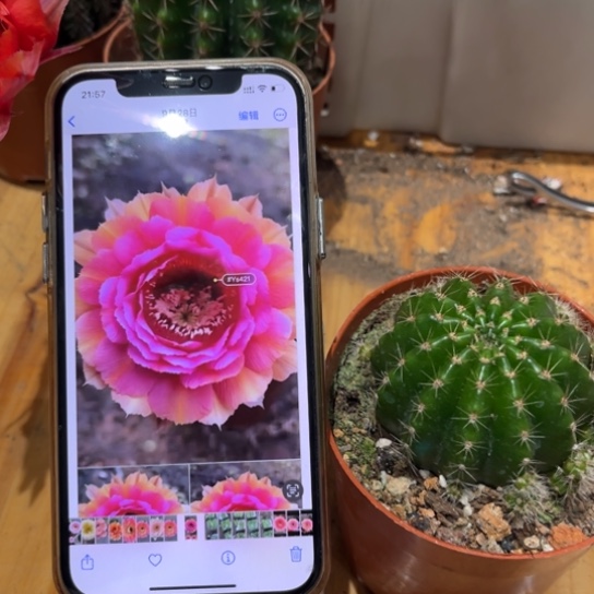 彩草421号6公分左右带根