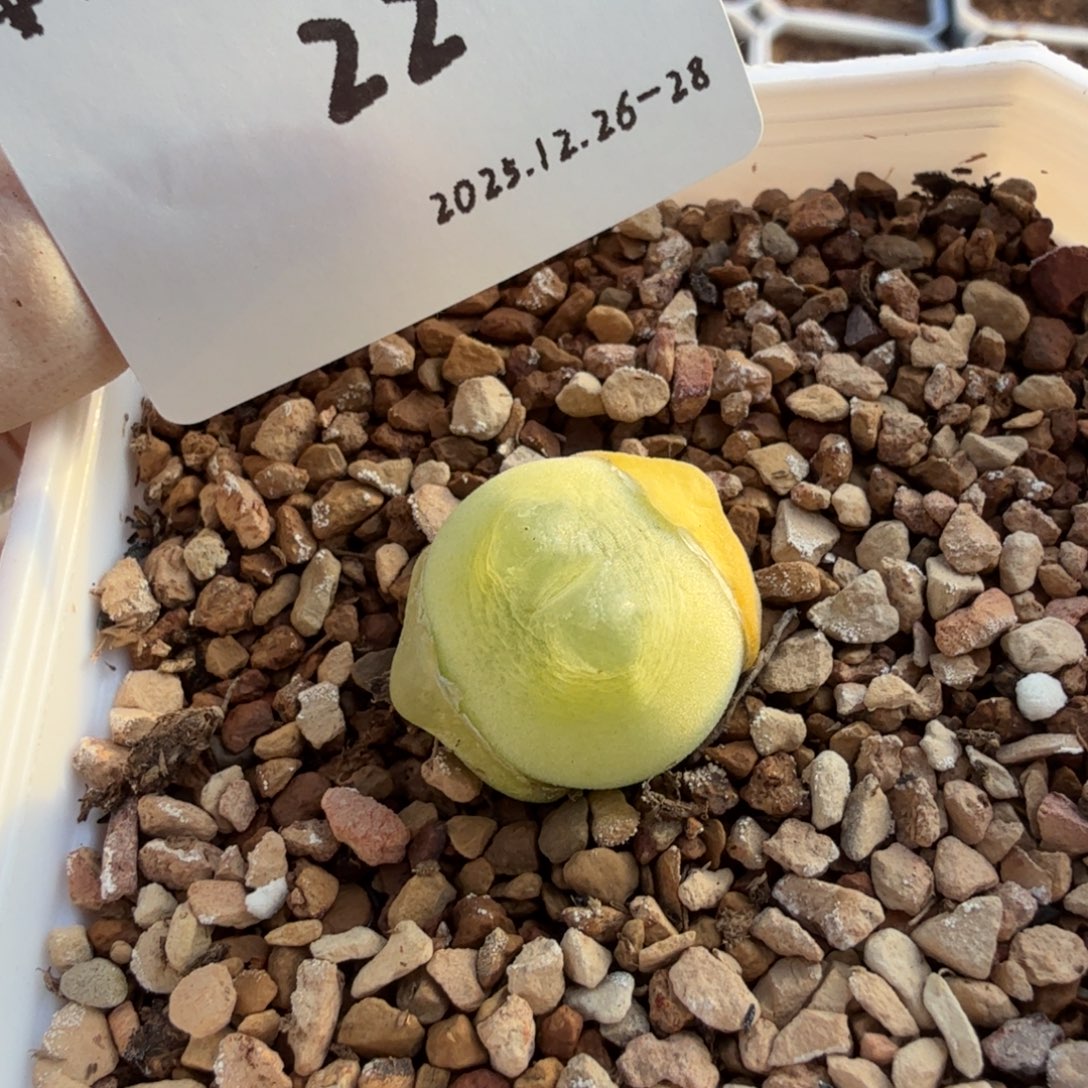 *****多肉多肉多肉12-022