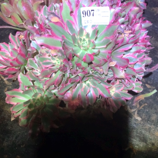 多肉植物女巫907
