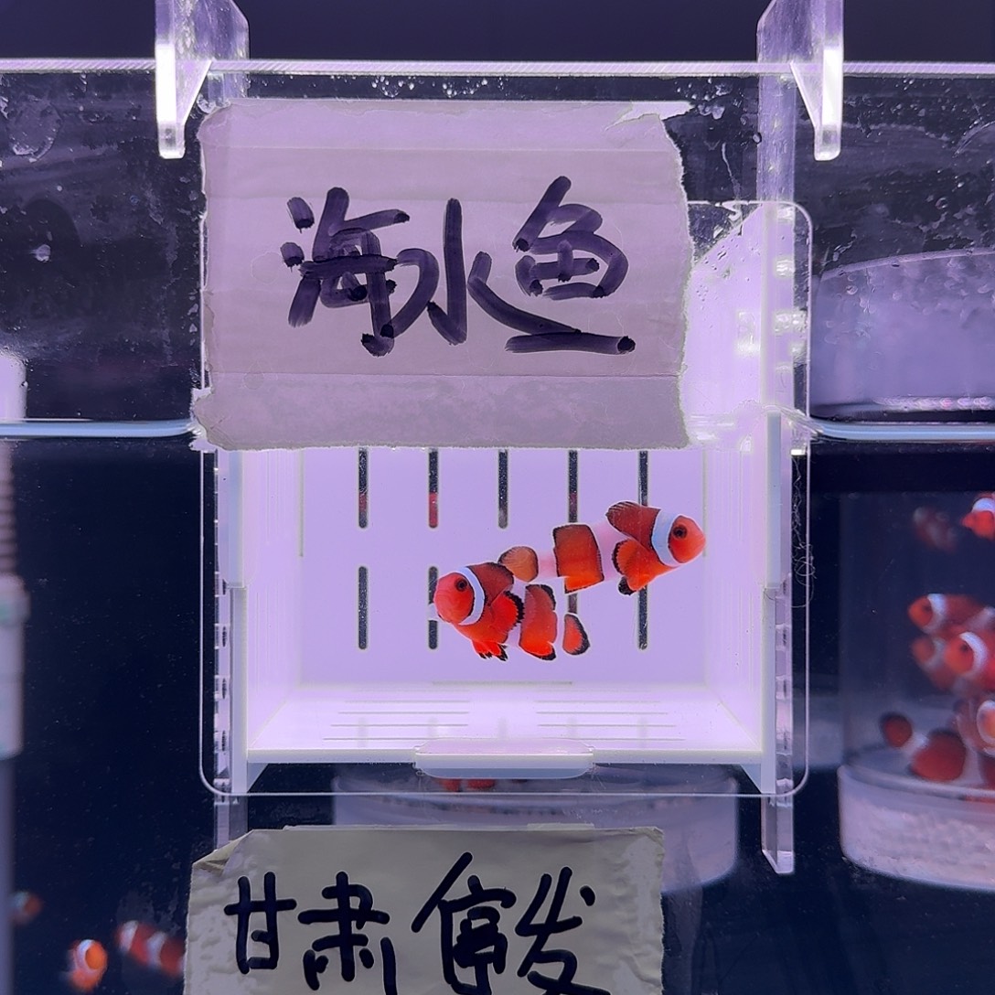 海水鱼4+精品黑边公子一对