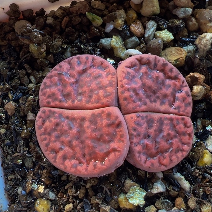 652多肉植物种类多样