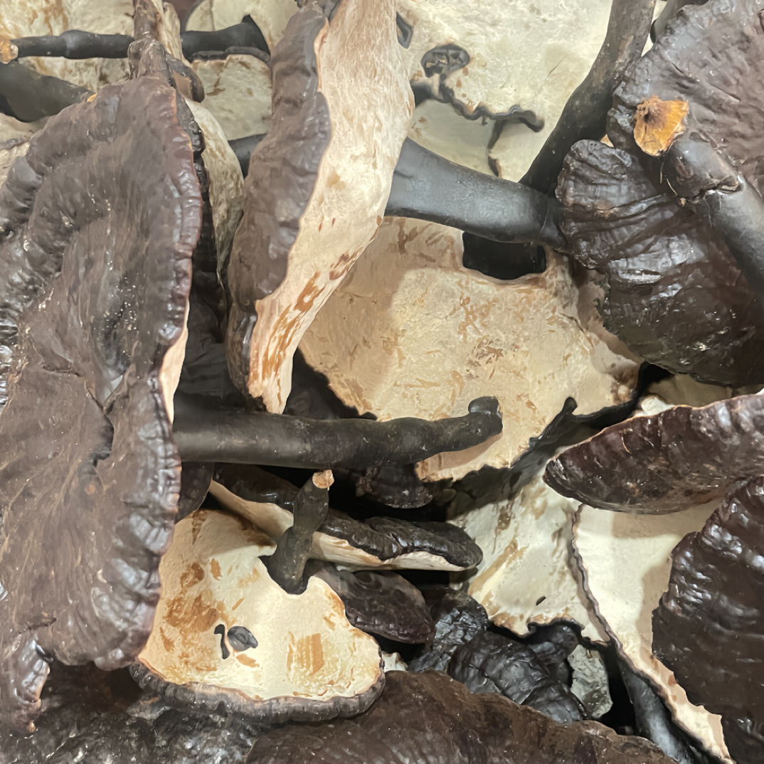 大山灵菇之煲汤煲水营养丰富佳品无硫自然晒干干货天然香