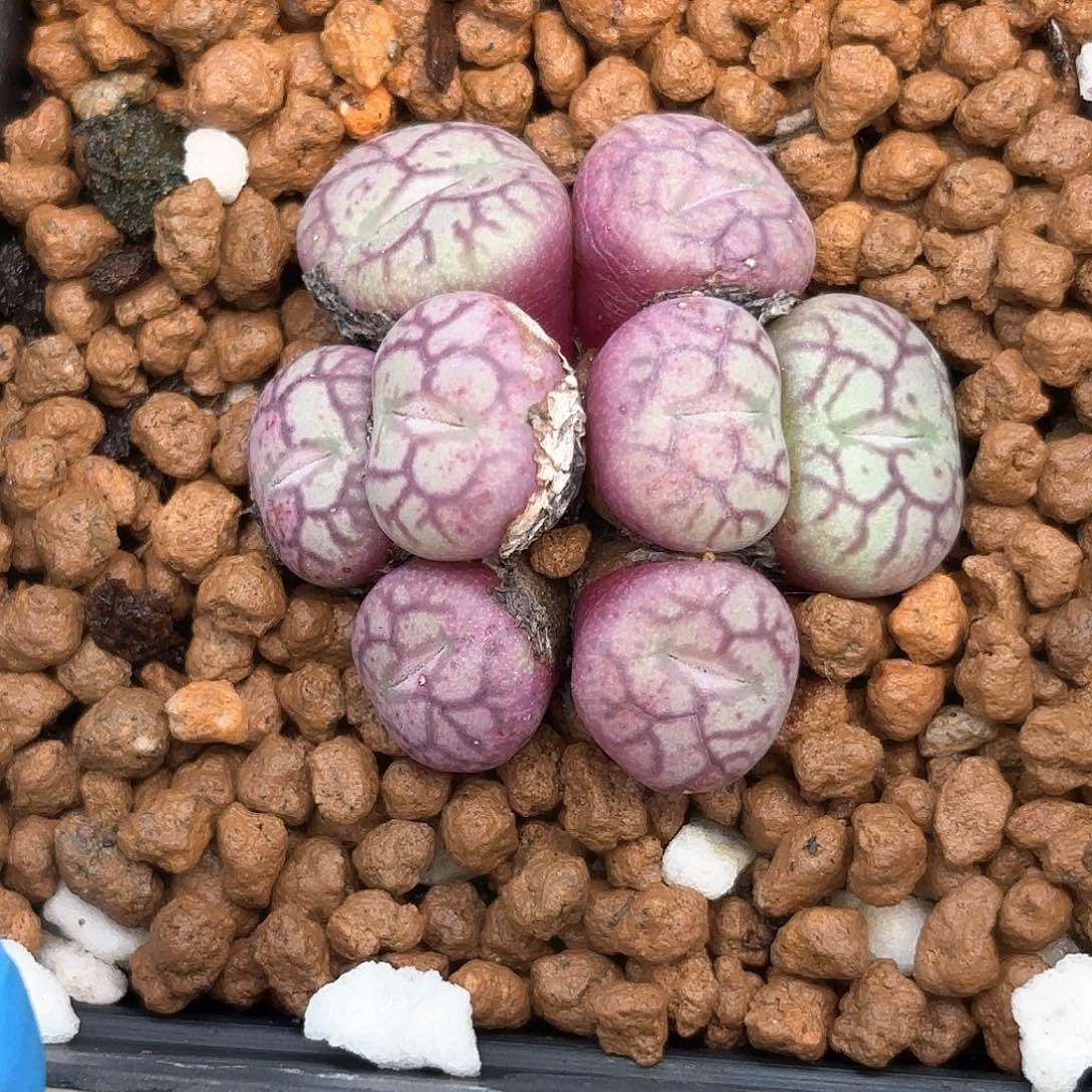 910 优选猴脸清姬 带盆土