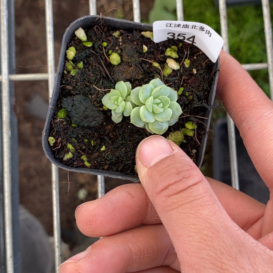 可**云标签354财富L一个多肉