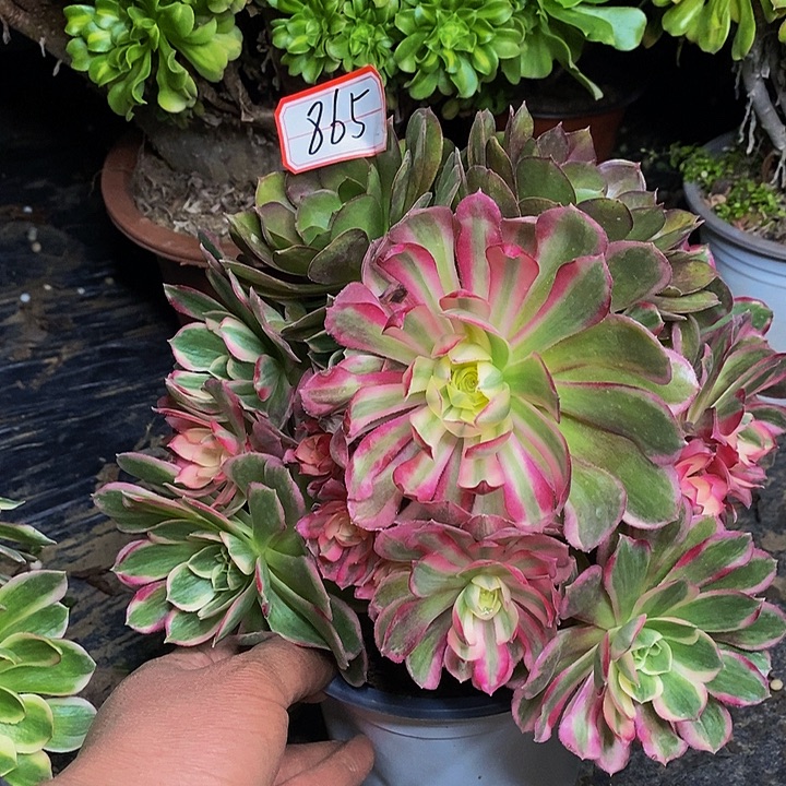 玉芙蓉老桩变异的865号