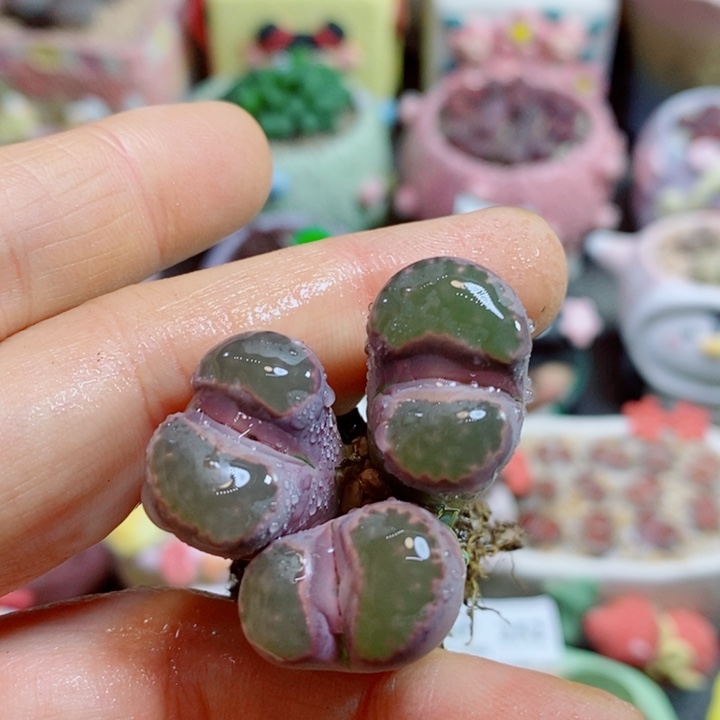 生石花花花花花花310