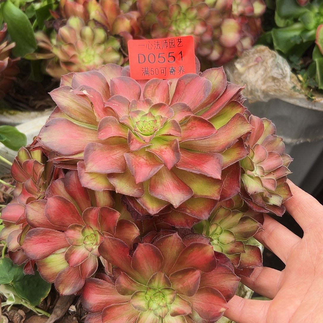 0551多肉植物法师