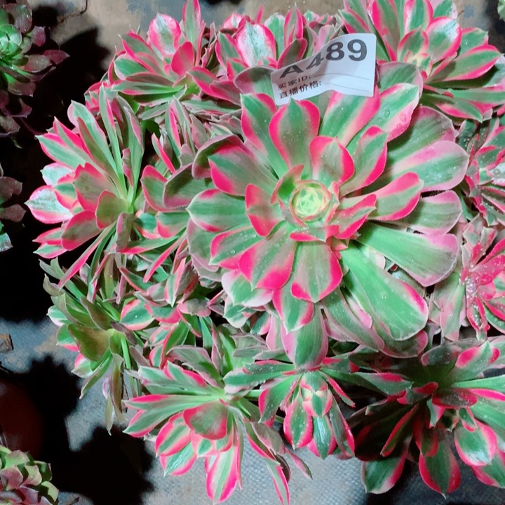 粉女郎法师带花脸489