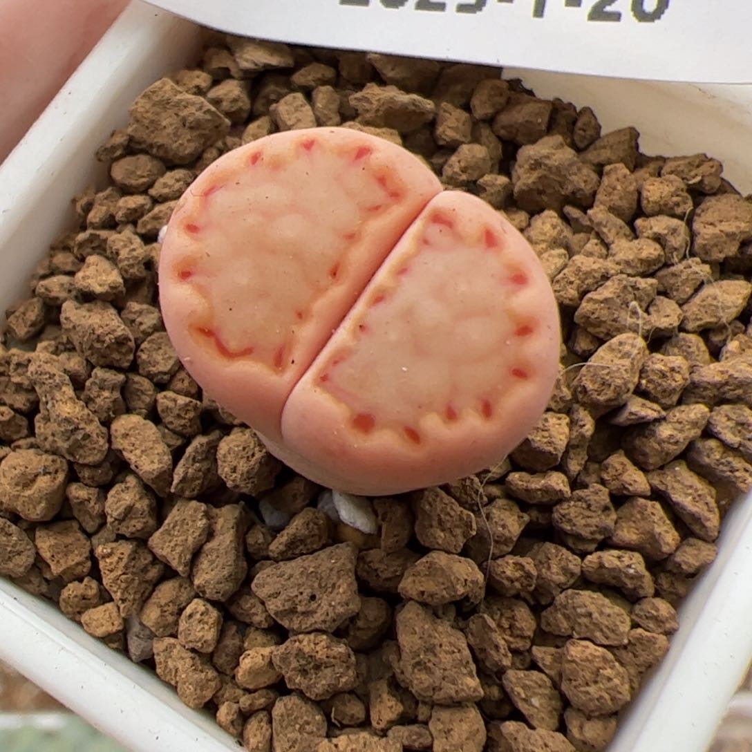 0724号 Sk饼干多肉植物