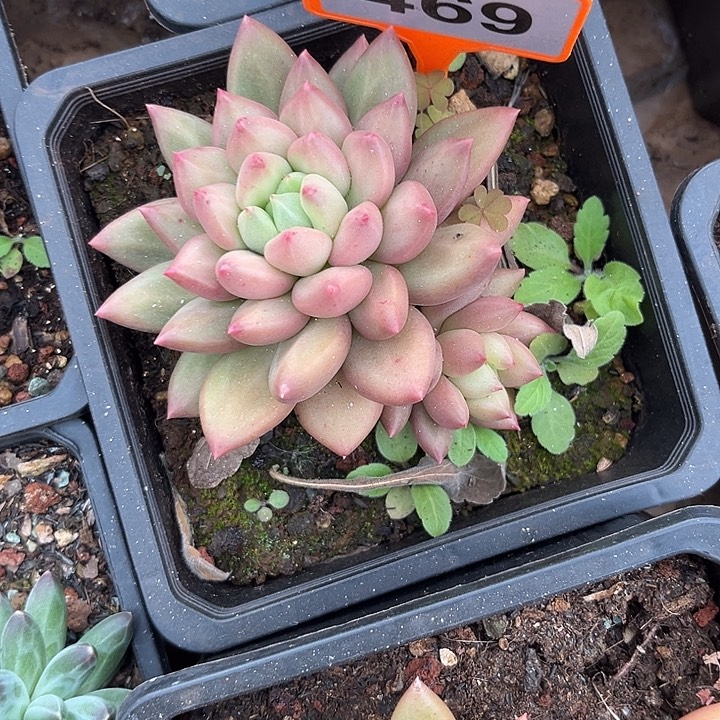 缘***。多肉植物米其林469