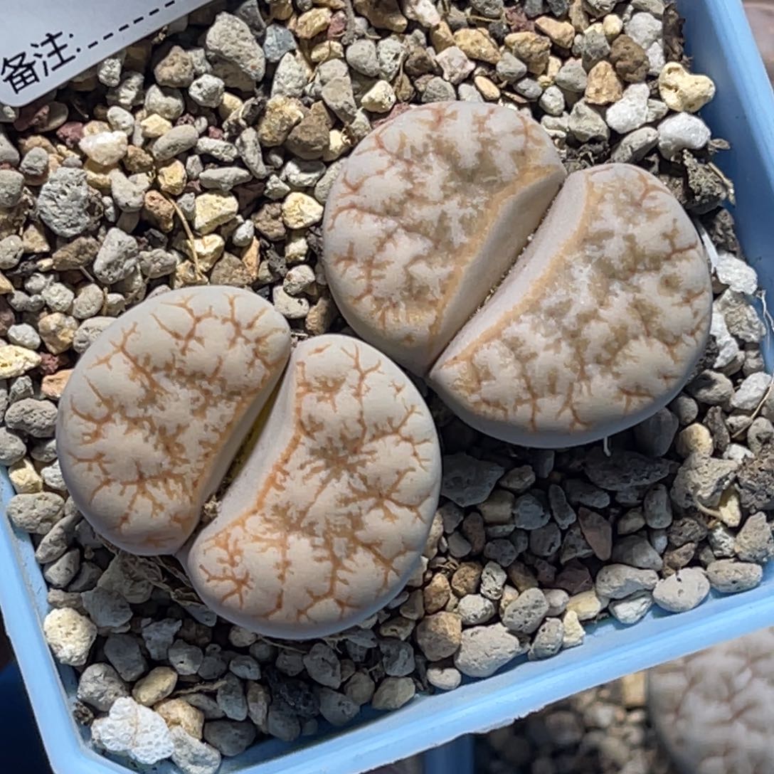 7030向日葵2颗尺寸2.9