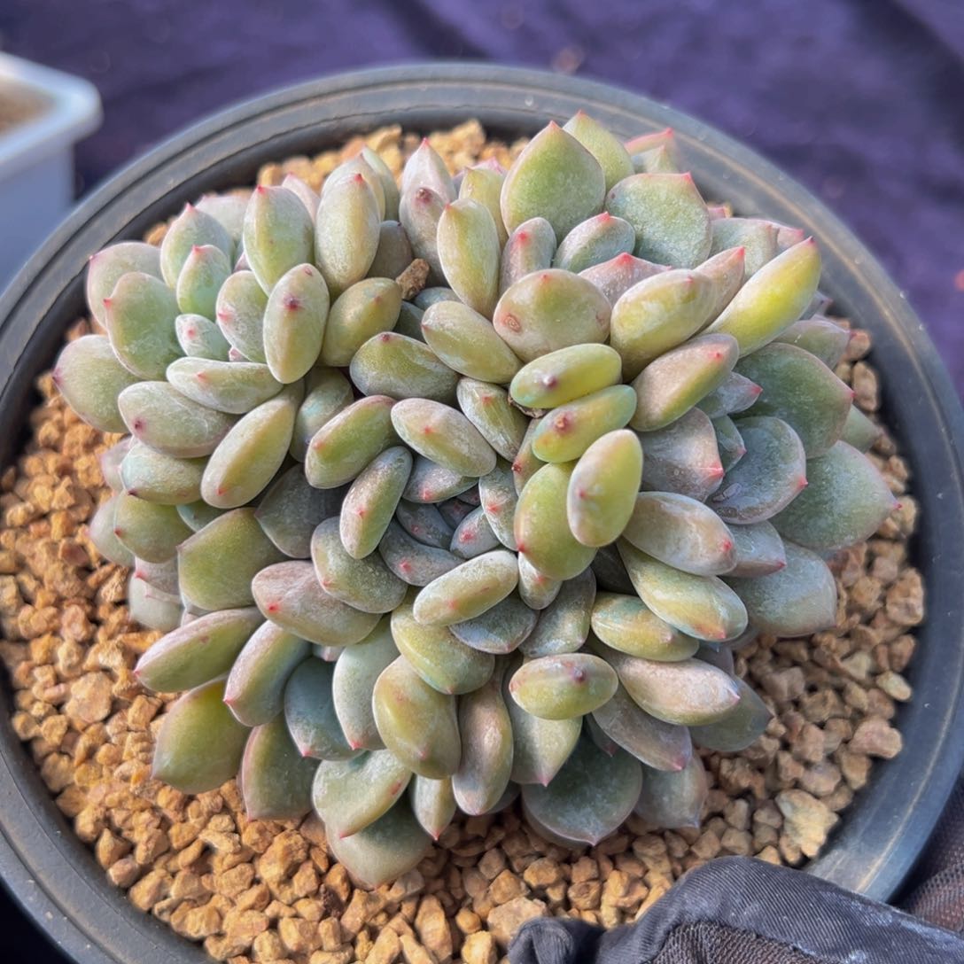 阳**烈 新年快乐 新年快乐 新年快乐