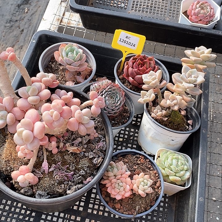 1201024 筐拍不售后