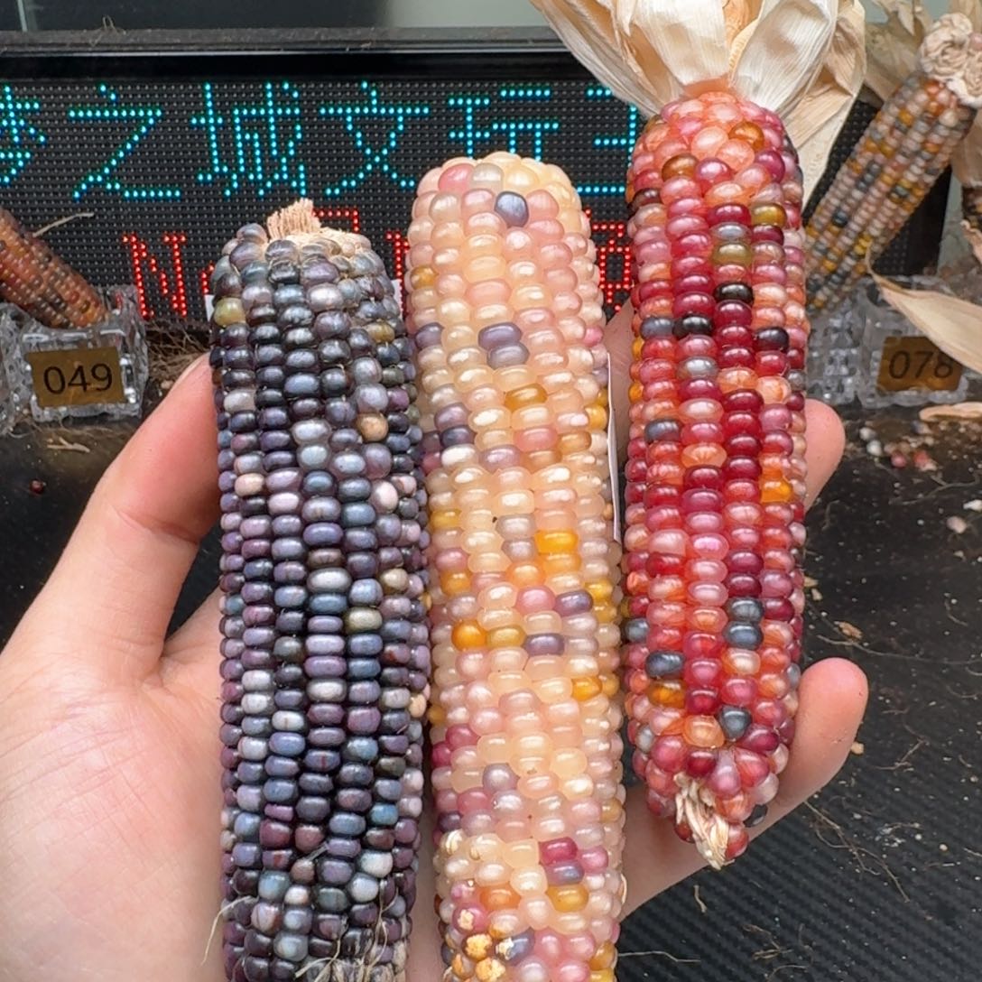 柏香籽/百香籽吊坠四*