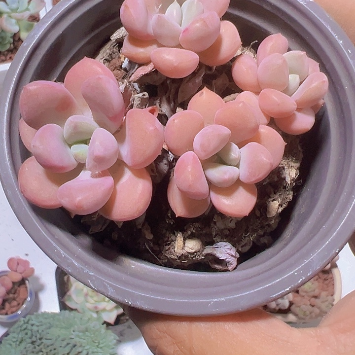 花斑鹿精品多肉植物大战