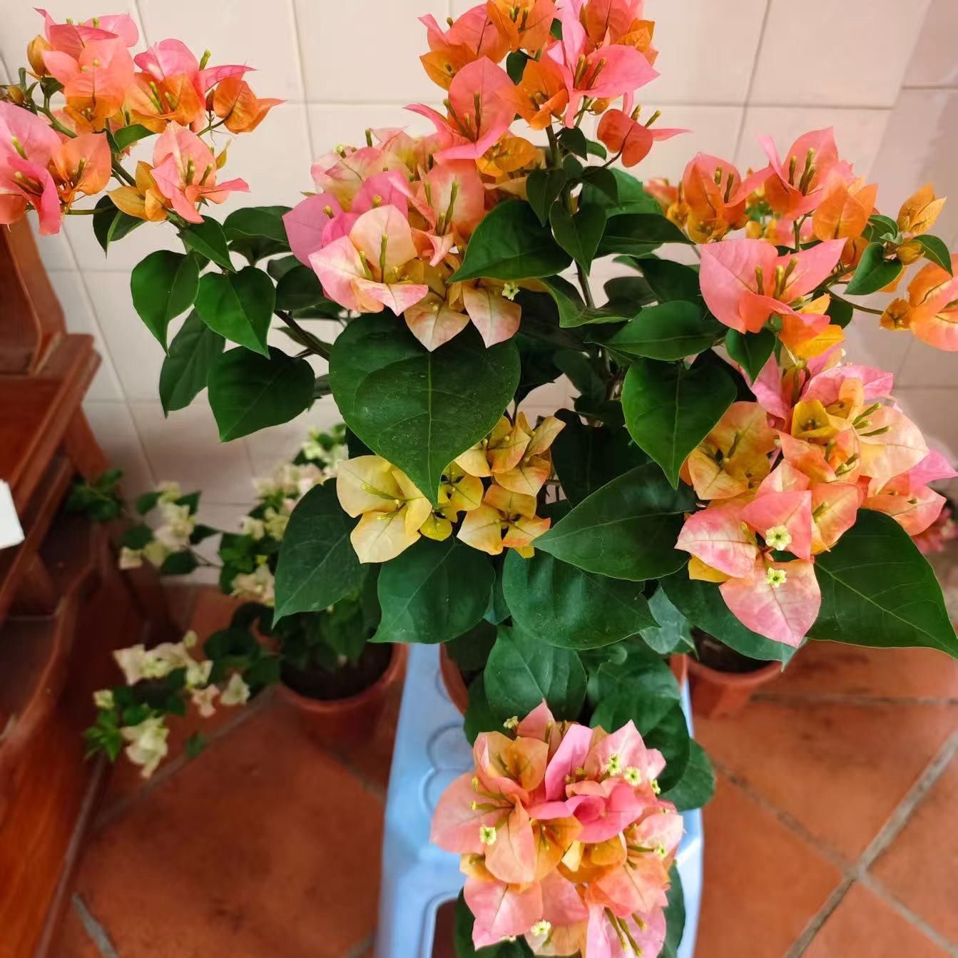 【百变凤凰】四季勤花三角梅阳台庭院爬藤盆栽