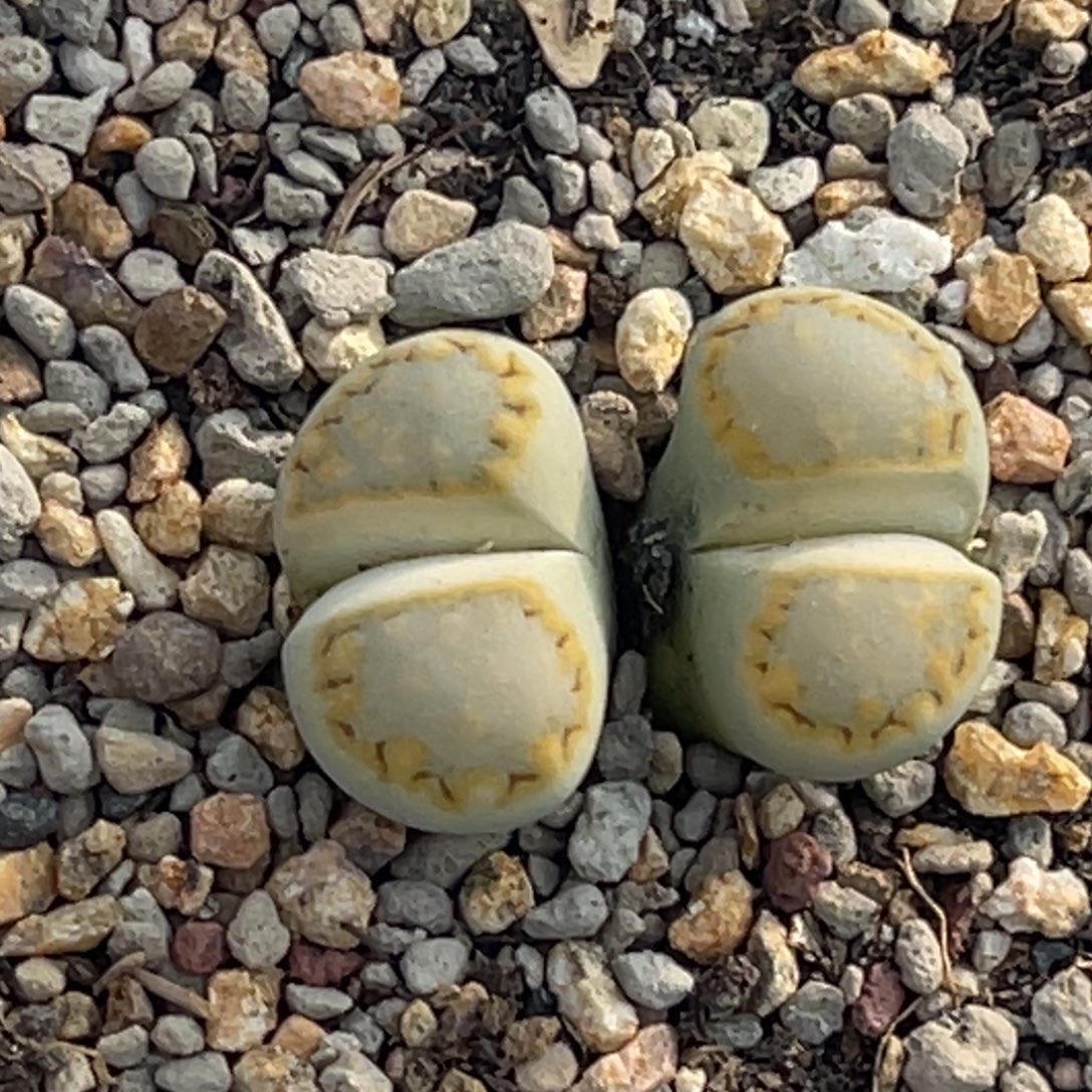 8603双头黄绿饼干一颗