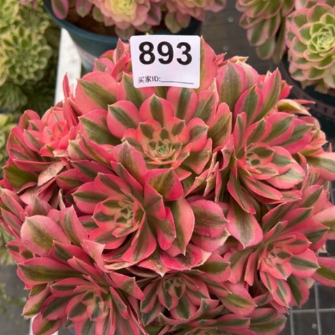 893女巫22厘米左右