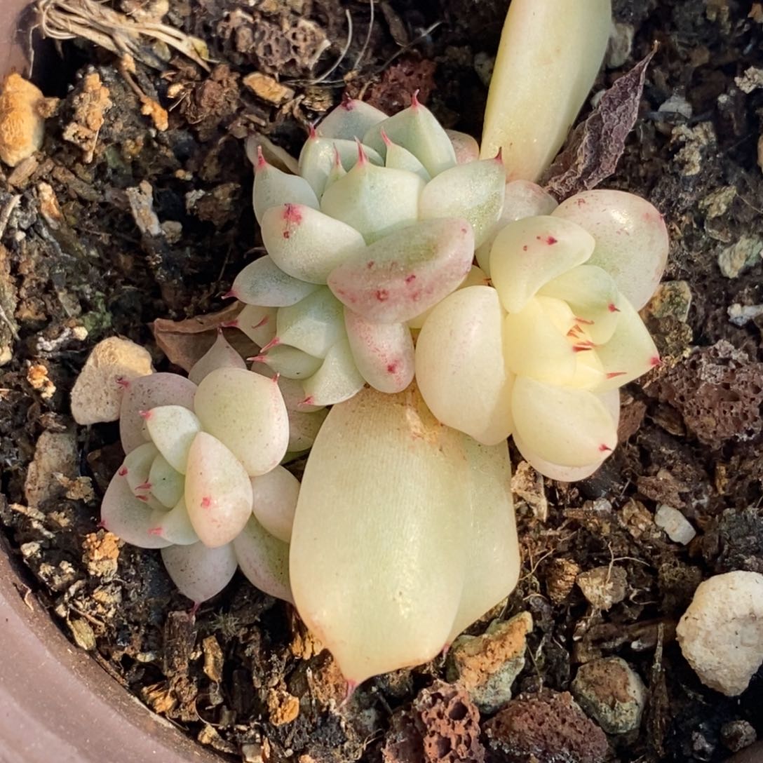 591妲己锦底座小群生