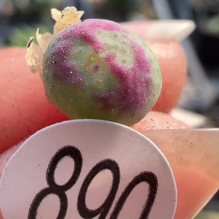 890号这颗多肉有点好看