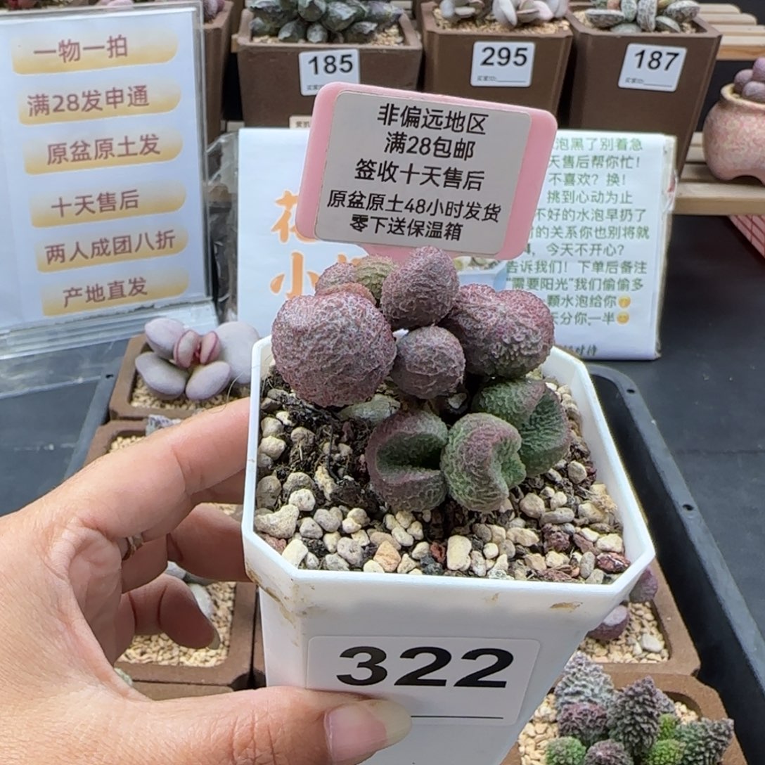 322水蜜桃多肉植物