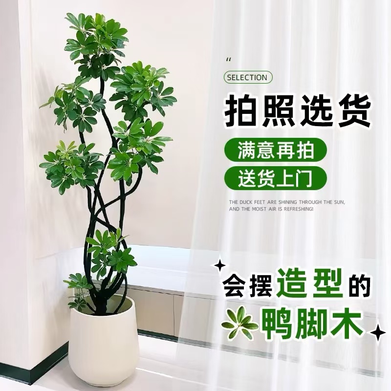 八方来财鸭脚木大型盆栽客厅办公室落地老桩好养绿植