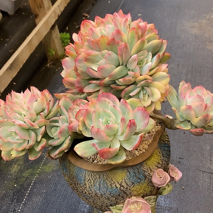 &***&多肉植物肉肉植物